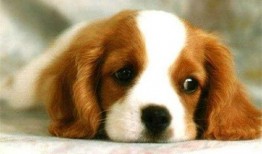 娱乐吃瓜君狗被蜂蜜咬,娱乐吃瓜君的意外“甜蜜”风波